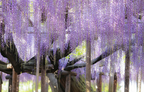 足利フラワーパーク